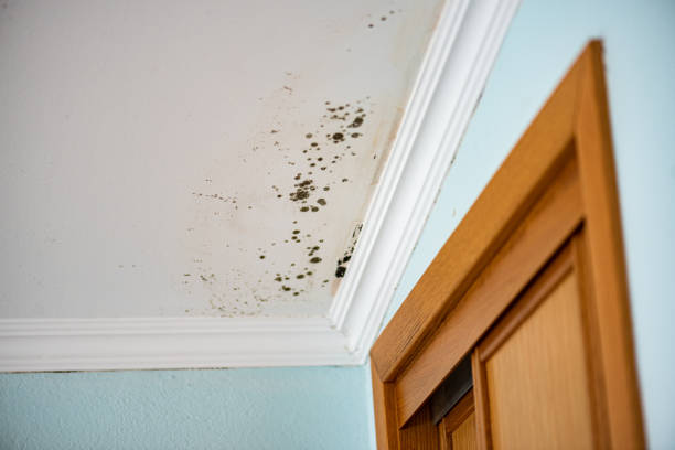 Best Attic Mold Remediation in Hueytown, AL