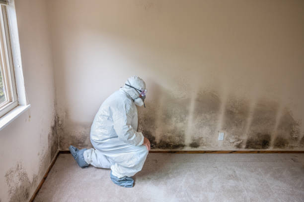 Best Industrial Mold Remediation in Hueytown, AL